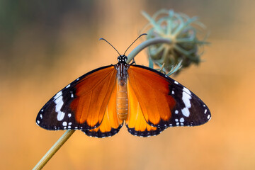 Macro shots, Beautiful nature scene. Closeup beautiful butterfly sitting on the flower in a summer garden.