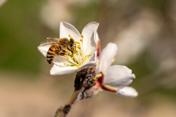 Bee On Almond Blossom. honeybee in almond blossoms