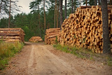 Freshly made firewood in the evergreen forest, pine tree logs close-up. Environmental damage,...