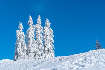 group of spruce trees covered in snow on a snowy mountain ridge on a clear cold, sunny day in winter with blue skies. Christmas trees in their natural habitat. 