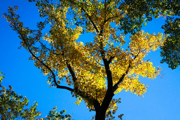 tulip poplar with yellow leaves in the sky