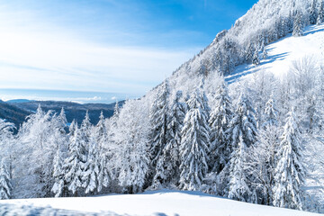 beautiful spruce trees in a mountain woodland in the Alps in Slovenia, covered in fresh snow on a on a clear cold, sunny day in winter with blue skies. Christmas trees in their natural habitat. 