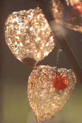 Früchte der Lampionblume