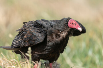 the Turkey Vulture (Cathartes aura falklandicus)