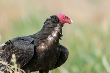 the Turkey Vulture (Cathartes aura falklandicus)