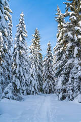 romantic mountain hiking trail through spruce trees covered in fresh  snow in the Alps on a clear cold, sunny day in winter with blue skies. Hiking through the alpine woods in high snow  