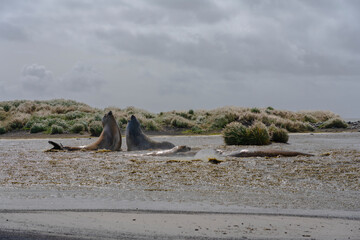 Fototapeta premium Elephant seals on the beach.