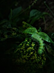 Naklejka na ściany i meble Spiky caterpillar resting on green and yellow leafs