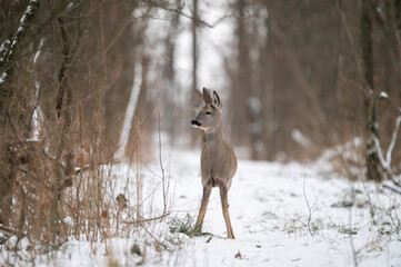 Roe deer in the snow and cold wheater