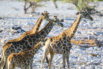 Group of giraffes with baby standing in Etosha National Park