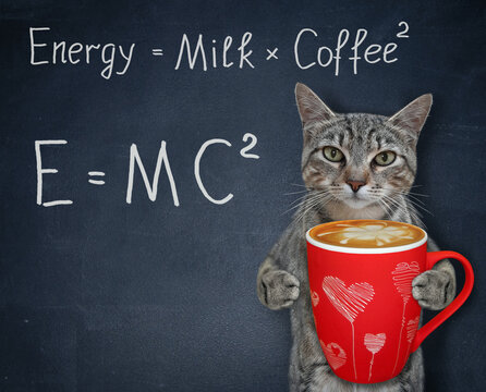 A gray cat at a school blackboard with funny formulas holds a red cup of coffee. White background. Isolated.