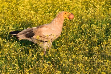 Egyptian vulture catching an egg from another bird to feed