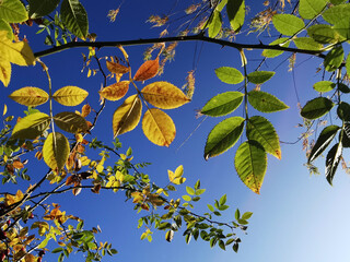 Herbstblätter am Baum