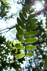 Fototapeta premium Leaves of trees in the forest in sunbeams