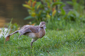 Gaggle of Egyptian geese (alopochen aegyptiaca) with goslings on grass