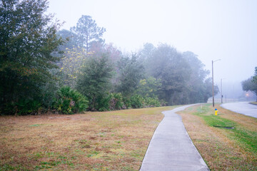 Tropical tree in a foggy winter morning 