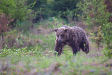 Fototapeta na wymiar A brown bear( Ursus arctos) in the forest