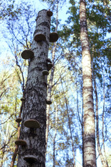 Mushrooms grow on a birch tree in the forest
