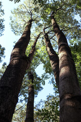 Fototapeta premium Manchurian hazelnut tree leaves. Tree trunk.