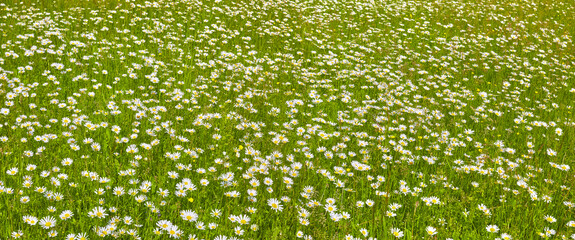 Sunny flower meadow with white Mageriten, (Leucanthemum), in panorama format.