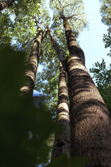 Fototapeta premium Manchurian hazelnut tree leaves. Tree trunk.