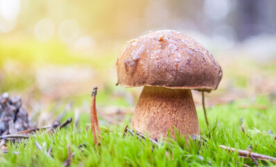 brown mushroom in the sun,  nature autumn