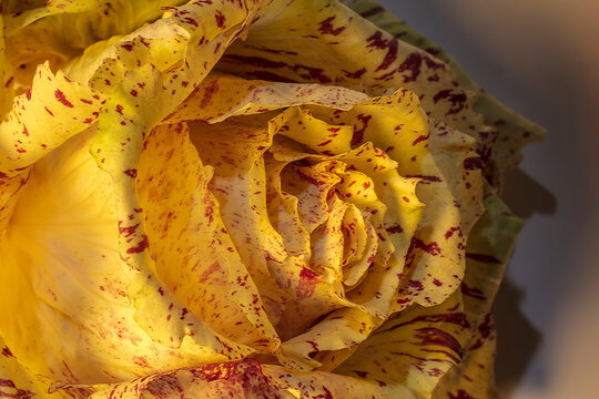 Macro Detail of Yellow Salad Head