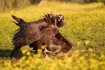 European vulture walking through the field full of flowers in beautiful spring