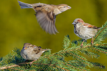 Tree sparrow (Passer montanus)