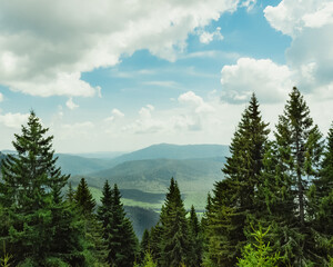 pine forest in the mountains