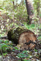 A log lying in the forest on the ground