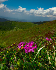 Fototapeta premium flowers in the mountains