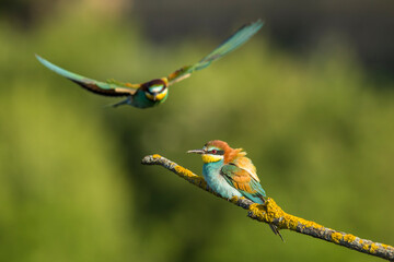 Bird - Bee-eaters (Merops apiaster)