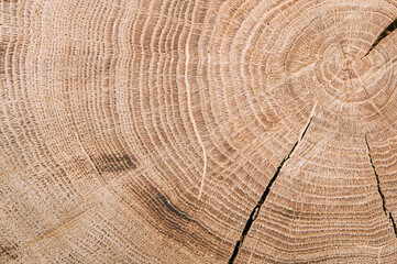 thick tree cut annual rings 