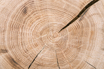 thick tree cut annual rings 