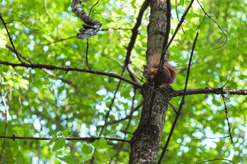 Squirrel gnaws a nut while sitting on a tree branch among green leaves