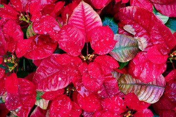 Fototapeta premium Christmas red flower turn red from green in winter 