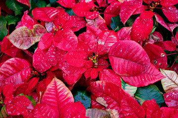Christmas red flower turn red from green in winter