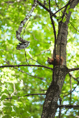 Fototapeta premium Squirrel gnaws a nut while sitting on a tree branch among green leaves