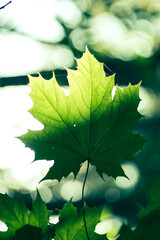 Maple leaf in sunlight in the forest