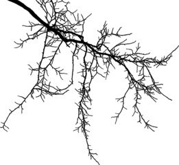 Natural tree branches silhouette on a white background.Vector image of natural branch of acacia. (Vector illustration).