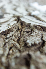 close up of a bark, bark of a tree, hd texture of a bark