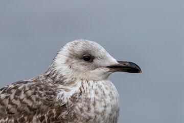 Close up of the head of a sea gull with neutral background