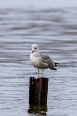 Sea gull standing on rusty beam with water background