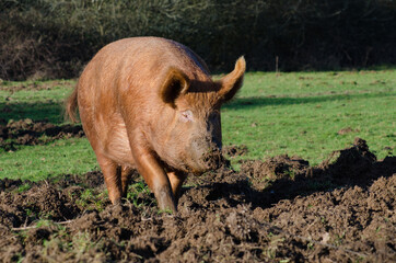 Pigs foraging 