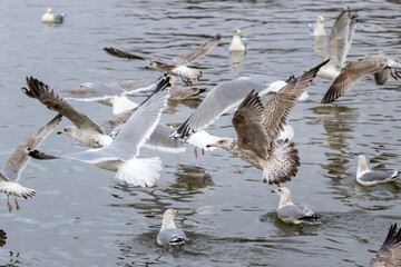 Flock of sea gulls in flight over water