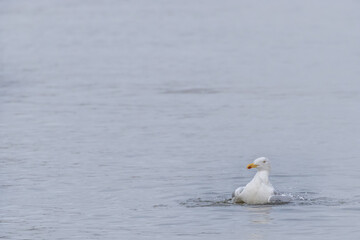 Single sea gull splashing in the water with neutral background. Negative space for text.