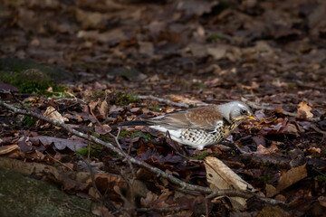 Fieldfare thrush on ground covered with autumn leaves