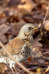 Fieldfare thrush on the ground in sunlight