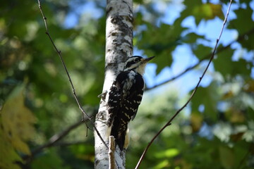 Downy Woodpecker